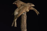 藏品(斑文鳥)的圖片